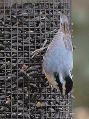 Nuthatch