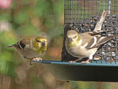 Two finches