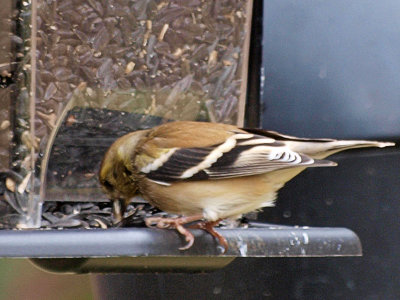 Hungry Finch