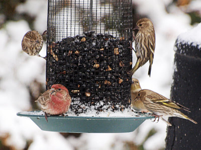 Feeding