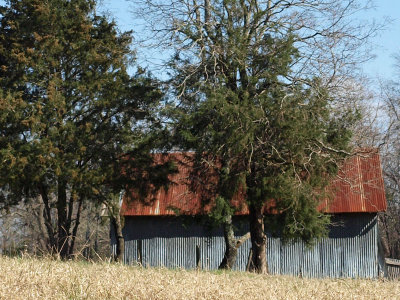 Hiding behind tree