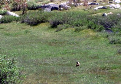 Marmot in a Meadow