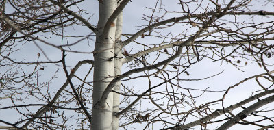 Dec232012_5226_5x2.jpg