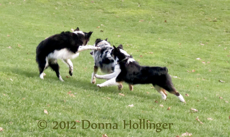 Frolicking Shepherd Style