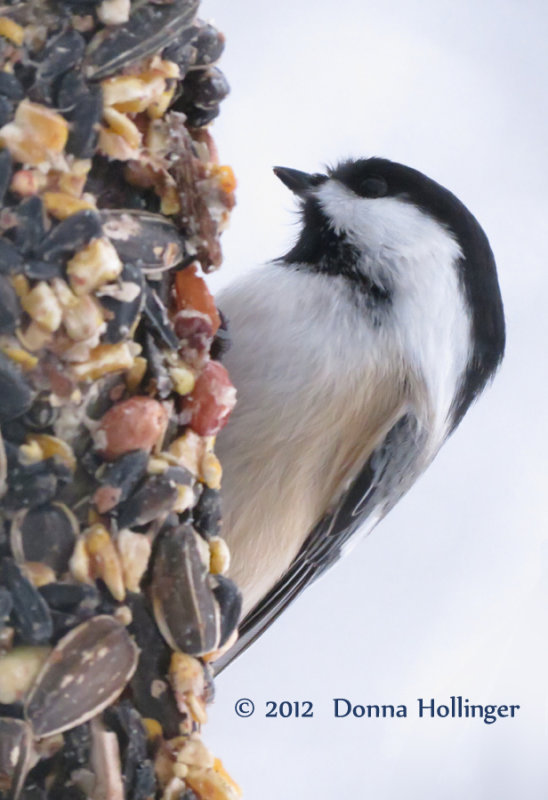 Chicadee Eating nuts