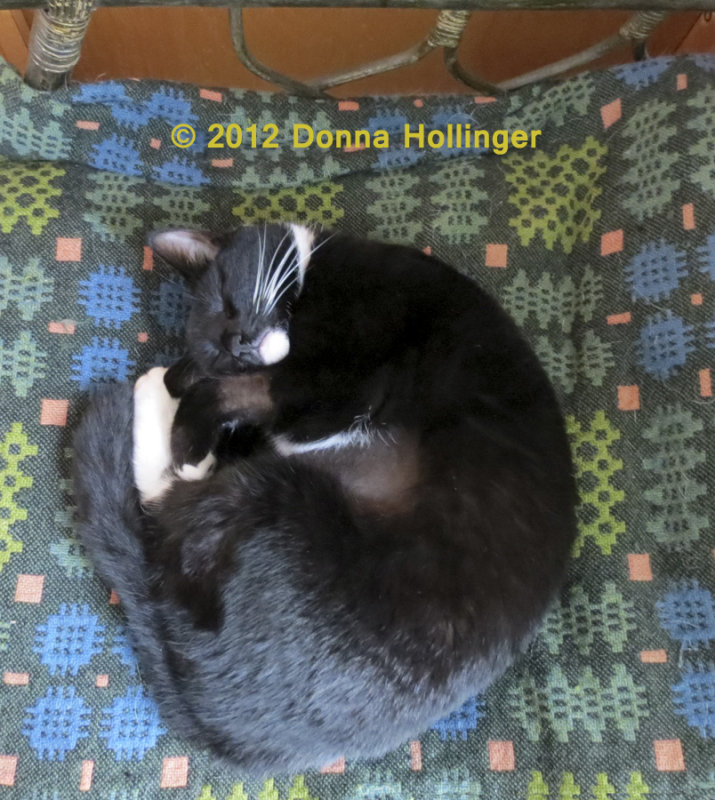 Rosies fur is growing!