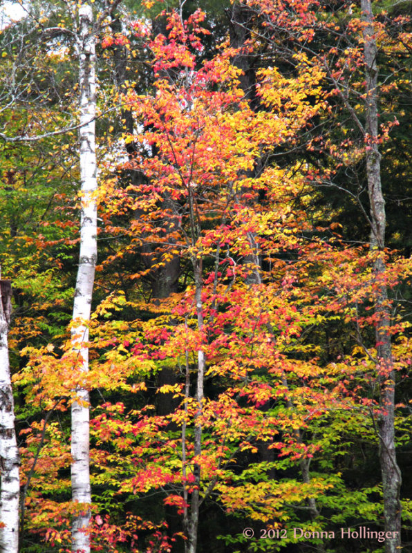 Maple and Birch Leaves