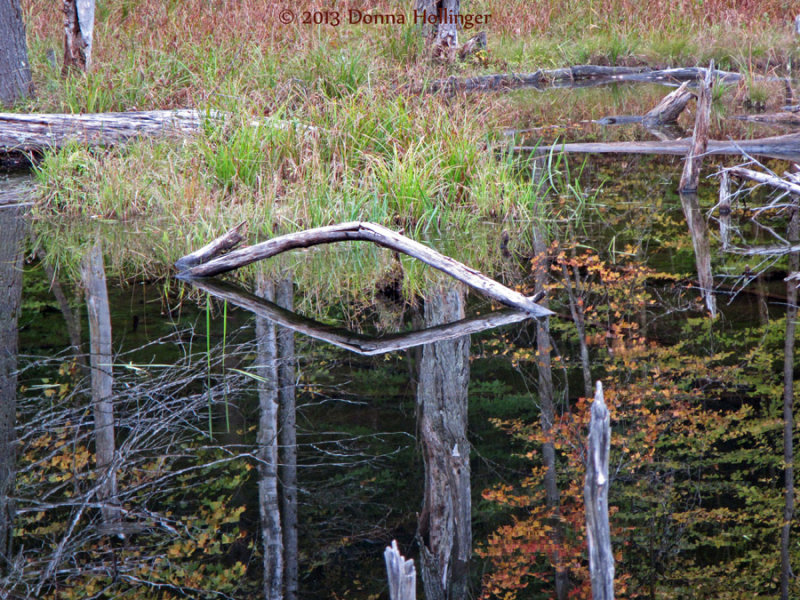 Mirror Image in the Beaver Pond