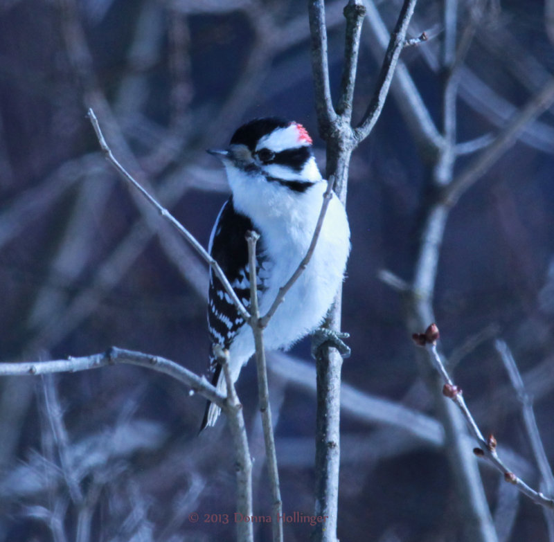 Male Downy Woodpecker