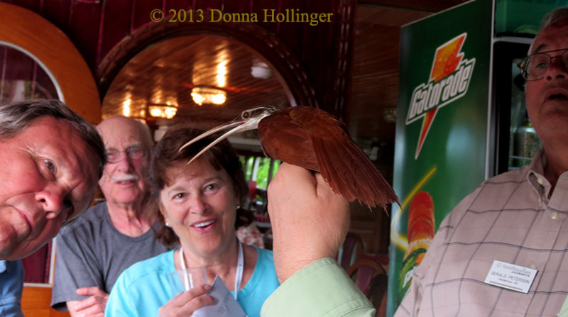 Woodcreeper Visitor on AquaMarina