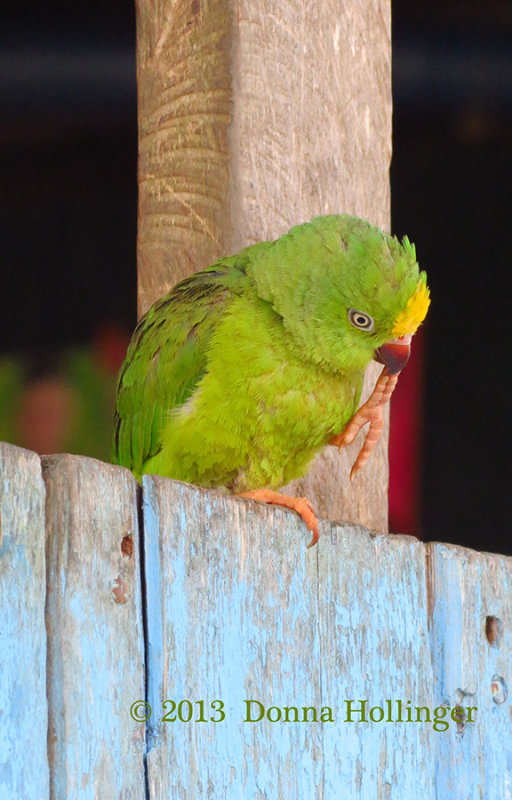 Brotogeris sanctithomae (Tui Parakeet)