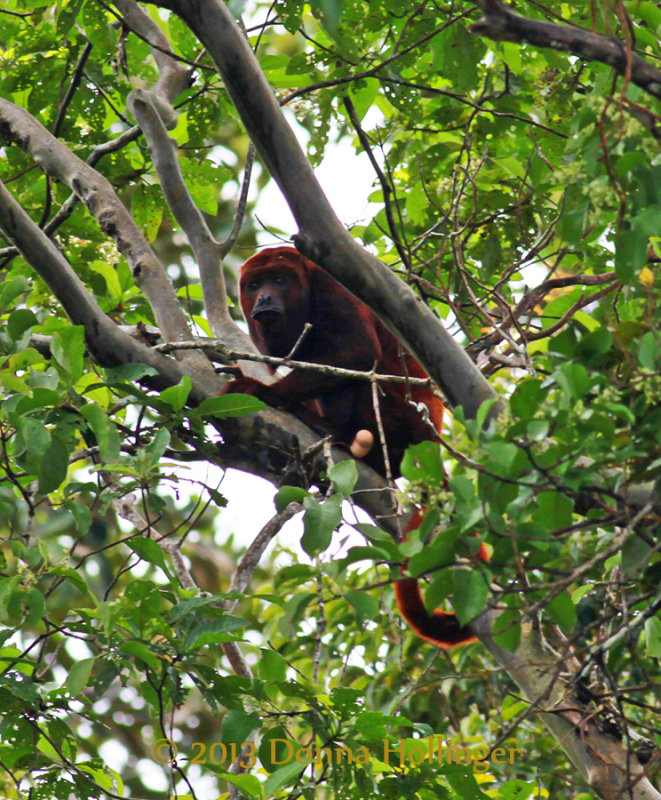 Red Howler Monkey Moving Through Canopy