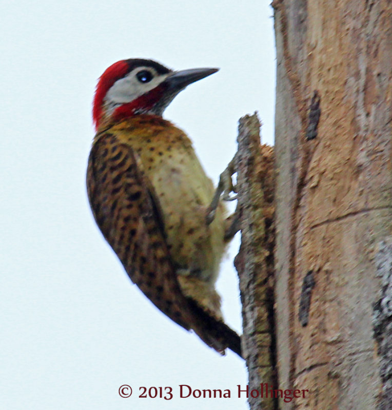 Spotbreasted Woodpecker