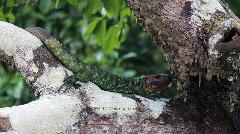 Caiman Lizard with a replacement tail