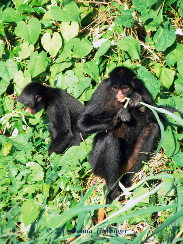 Two Spider Monkeys Eating on Shore