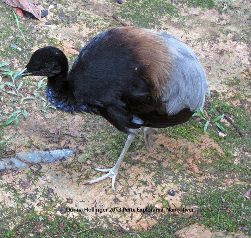 Gray-Winged Trumpeter