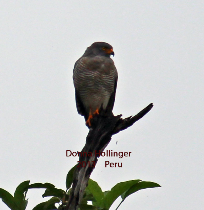 Roadside Hawk