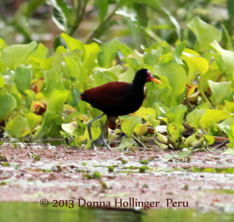 Wattled Jacana (Jacana jacana)