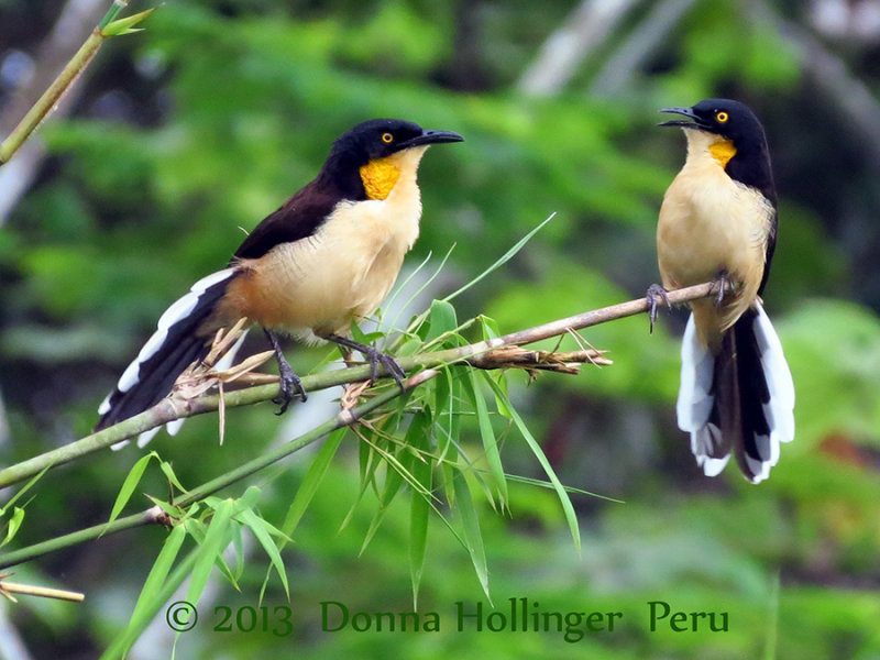 Black Capped Donacobius Duetting