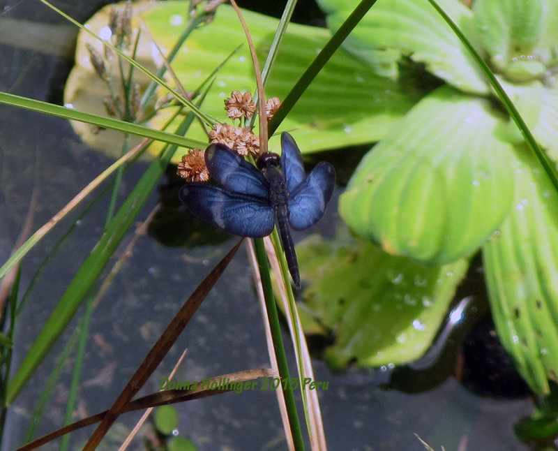 Blue Dragonfly