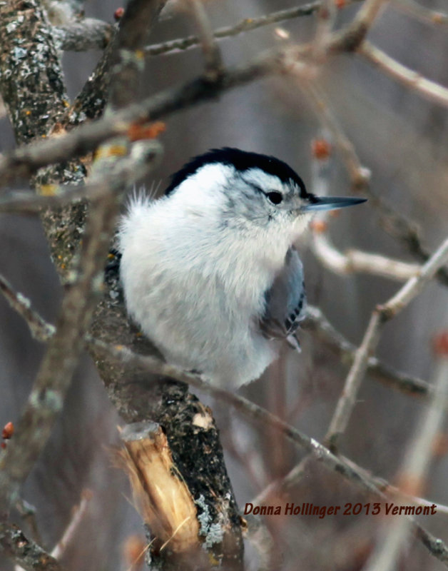 Nuthatch on my lilac