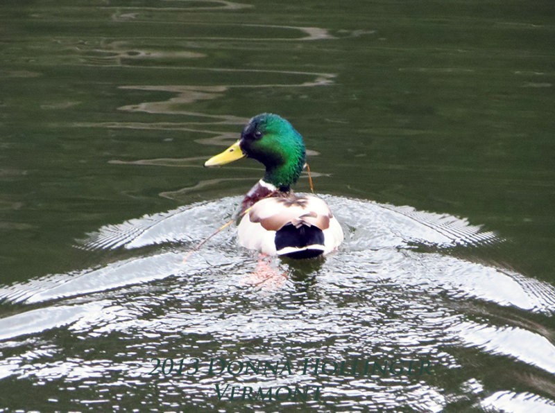 Male Mallard Iritated