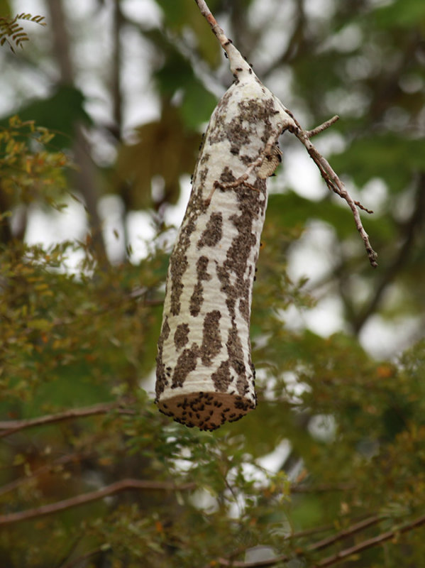 Ant Nest