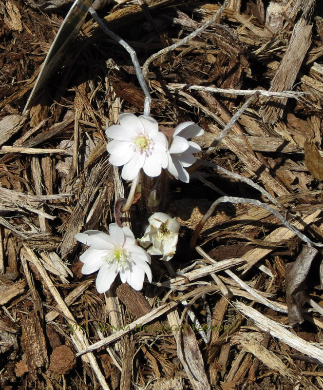 Hepatica Flowers