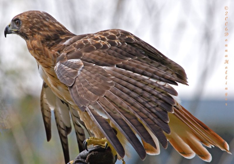 Red Tail Hawk, Wings Extended