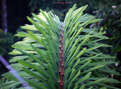 Fishtail Palm, Caryota mitis