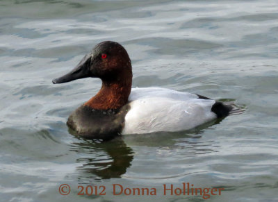 Mature Male Canvasback Duck