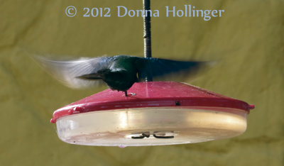 Hummer drinking nectar without landing