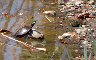 Little Painted Turtle and the Frog