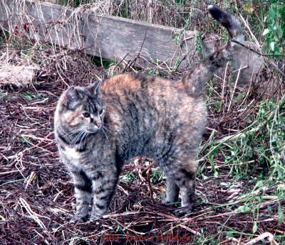    Windy Hill  Farm Cat