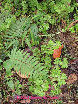 850.ferns.5016 copy.jpg