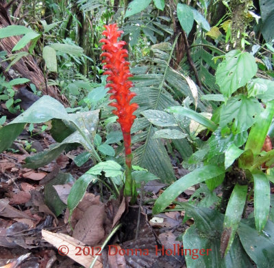 Bromeliad Inflorescence