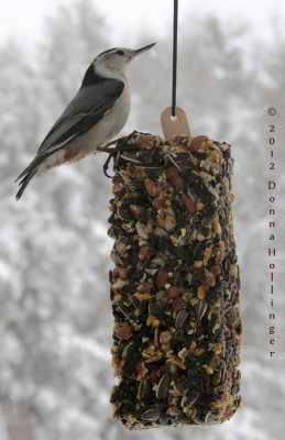 Cathy Gave Us a Nuthatch Candy Bar