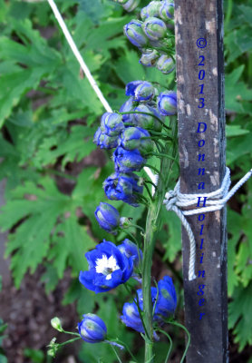 Delphiniums at Morrill's Homestead