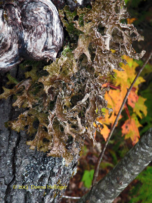 Antlered Lichen 