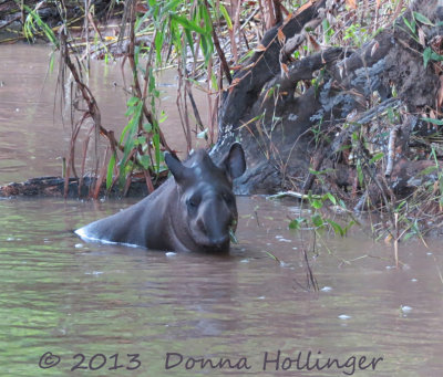 Tapir (female) takes a bath