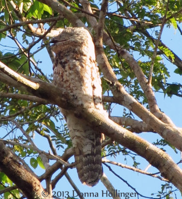 Great Potoo with Mouth Open