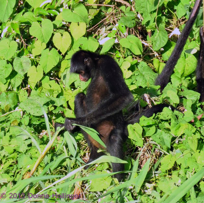 Spider Monkey Picking A Tender Leaf to Eat 
