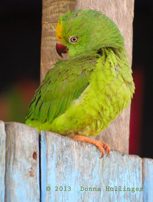 Brotogeris sanctihomae (Tui Parakeet)