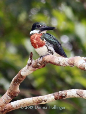Male Amazonian Kingfisher,  Chloroceryle amazona