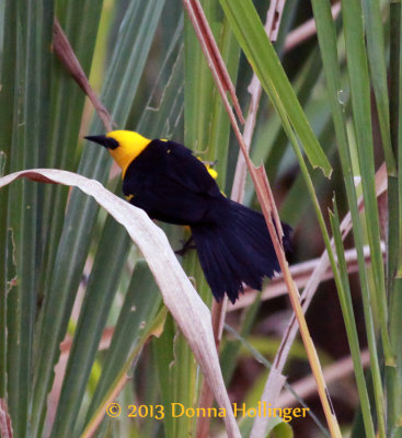 Yellow-Hooded Blackbird