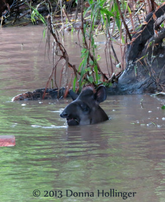 Female Tapir Bathing in theb River