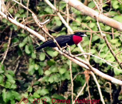 Purple Throated Fruitcrow