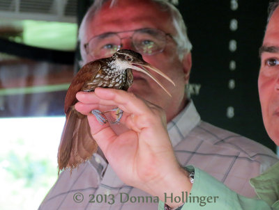 A Long-Billed Woodcreeper Flew into our Boat