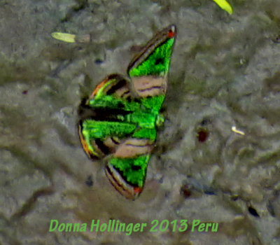 Green Mantle Butterfly Caria mantinea