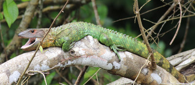 Caiman Lizard